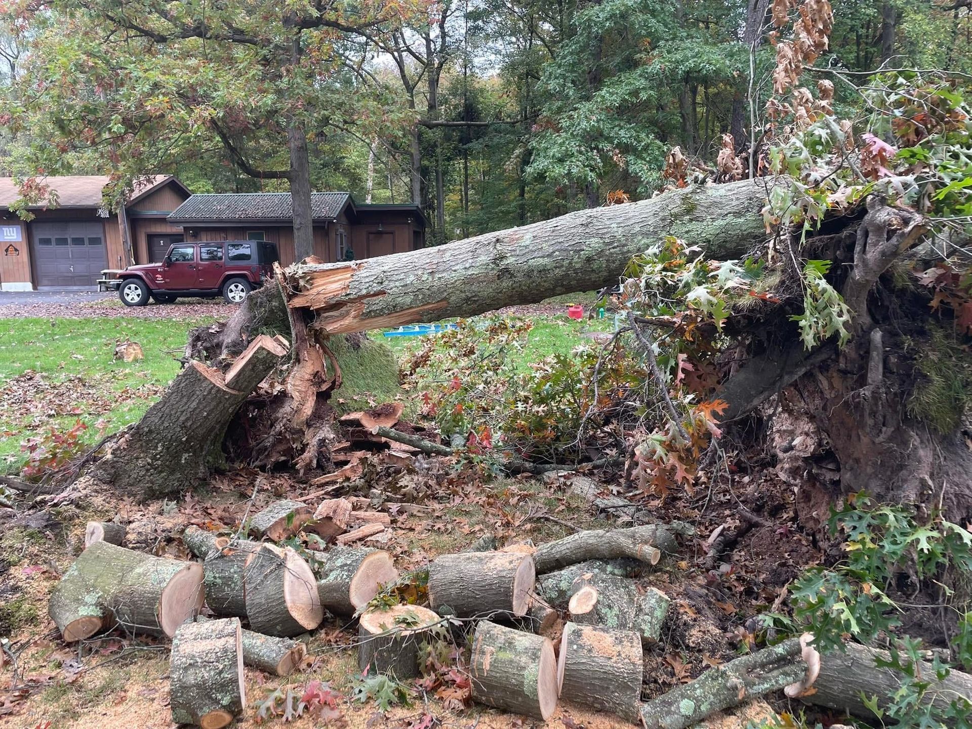 Fallen tree with cut logs on the ground in front of a house, a red jeep parked in the driveway.
