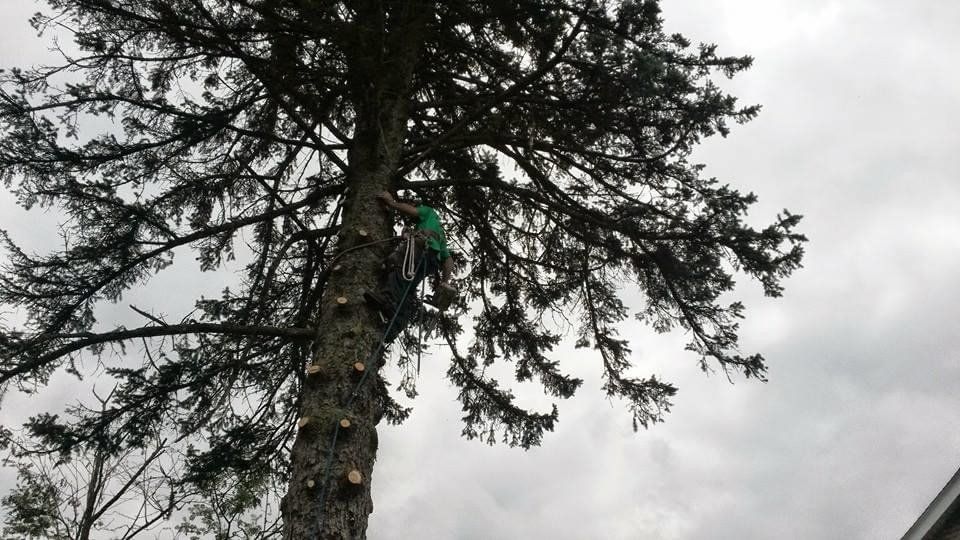 Person climbing a tall evergreen tree, cloudy sky in the background. Branches trimmed on the trunk.