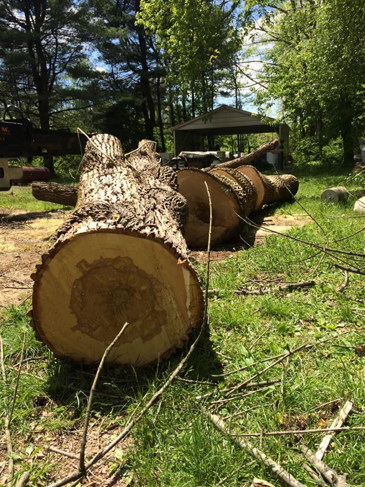 Cut tree trunks on grass, with a gazebo and trees in the background.
