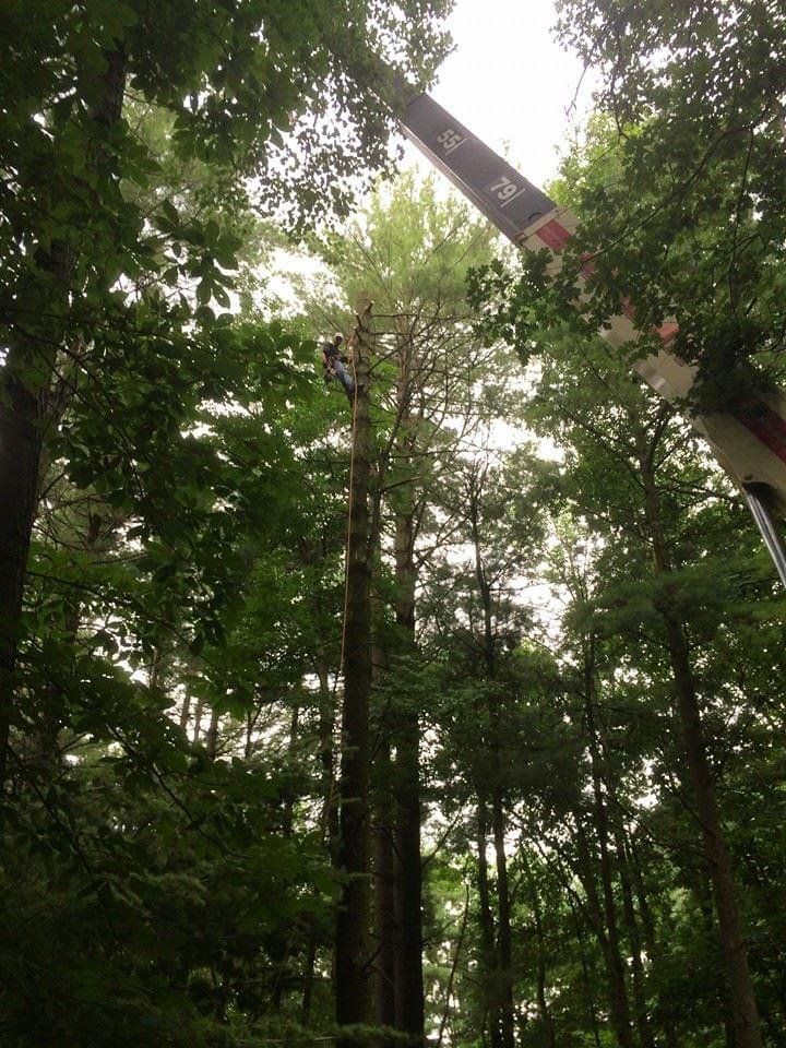 Tree worker on a tall tree, using a crane to remove branches. Forest setting, overcast sky.