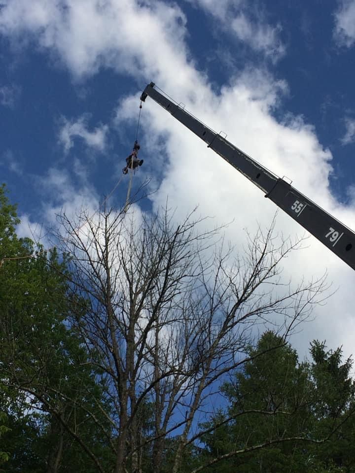 A crane lowering an object near a tree against a cloudy blue sky.