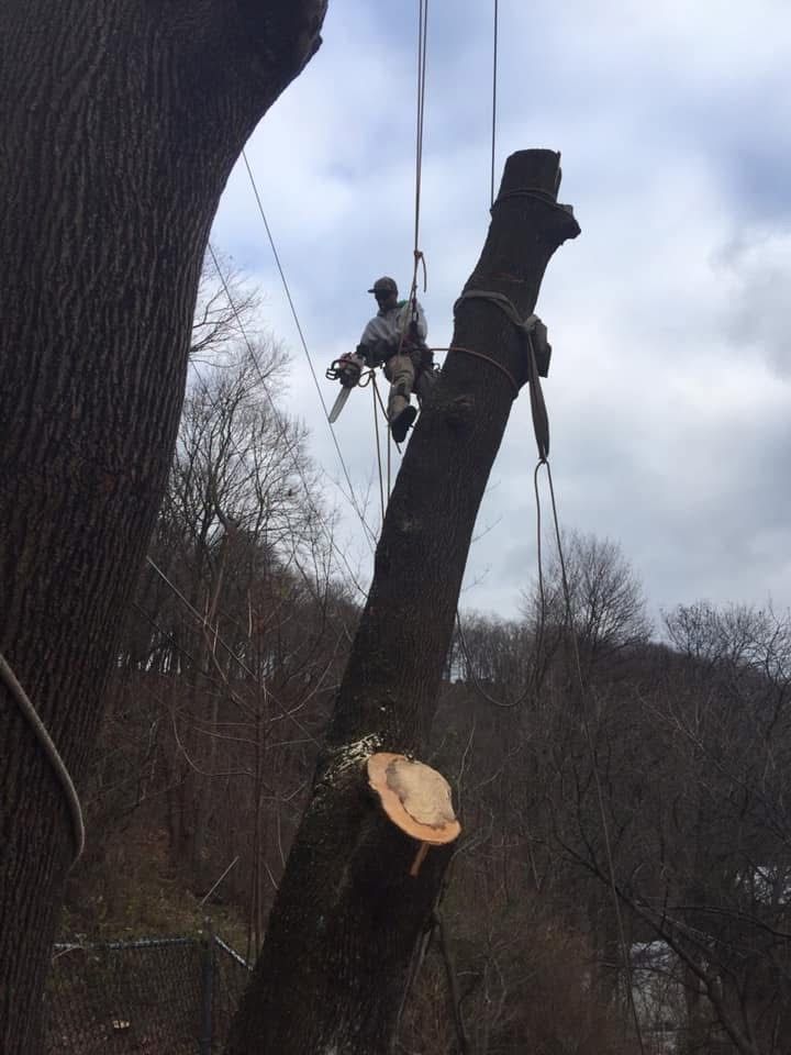 Arborist using a chainsaw on a tree trunk, secured by ropes. Cloudy sky, hillside in background.