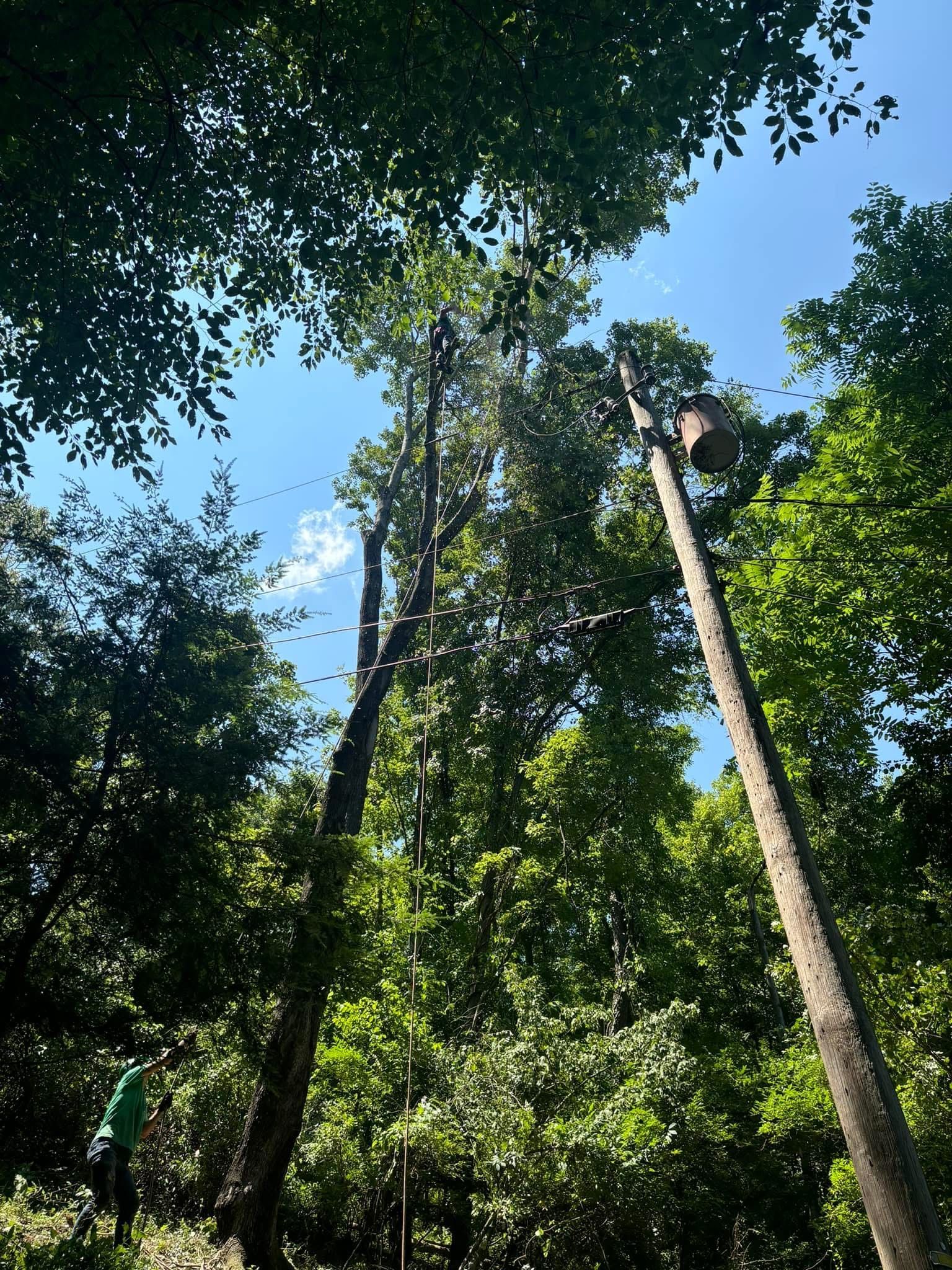 Trees being trimmed under a bright blue sky.