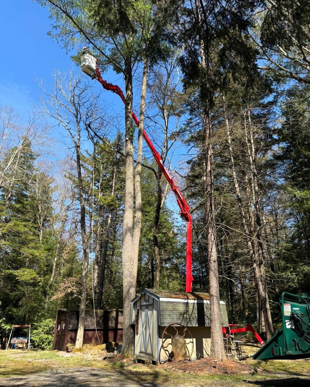 A tree service bucket truck trimming a tall tree in a residential yard. Red boom extends upward.