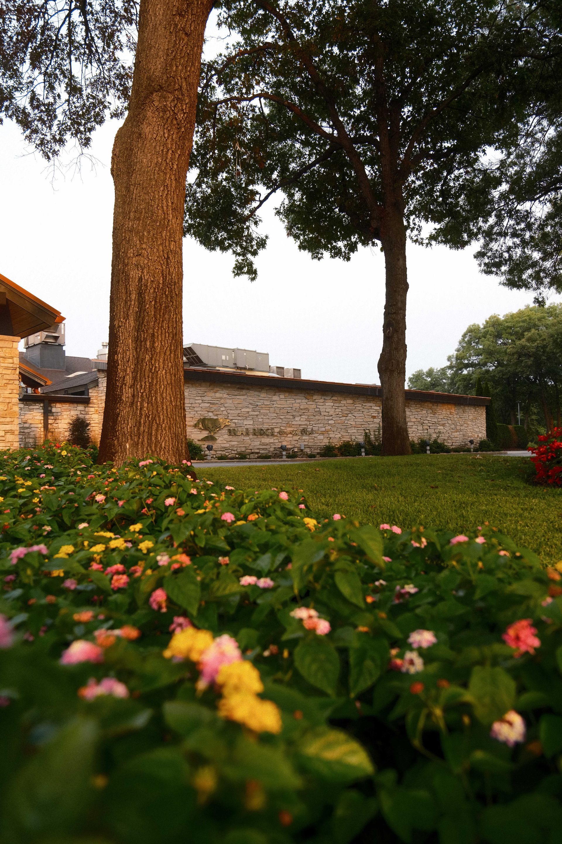A tree stands in the middle of a field of flowers.