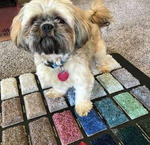 Small tan-and-black dog with a pink tag sitting on a carpet beside a colorful mosaic rug.