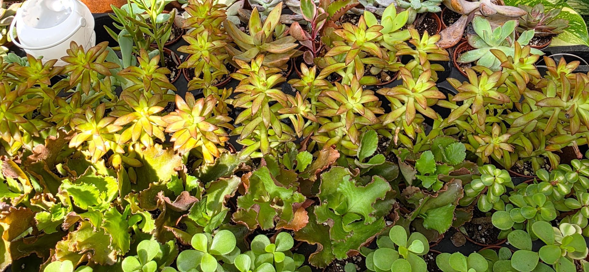 Colorful yellow and green groundcover plants in a garden bed with a white pot at the top left