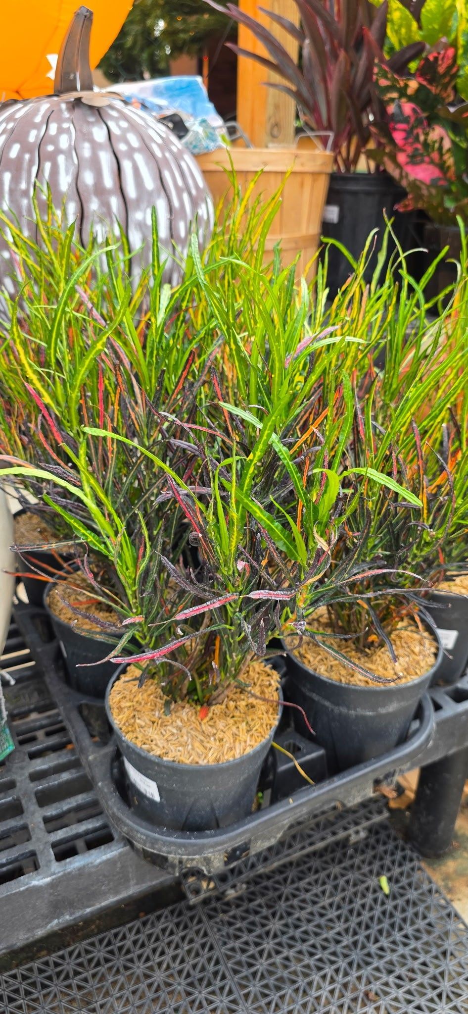 Potted spiky green plants in black trays at a garden shop, with a decorative lantern behind them