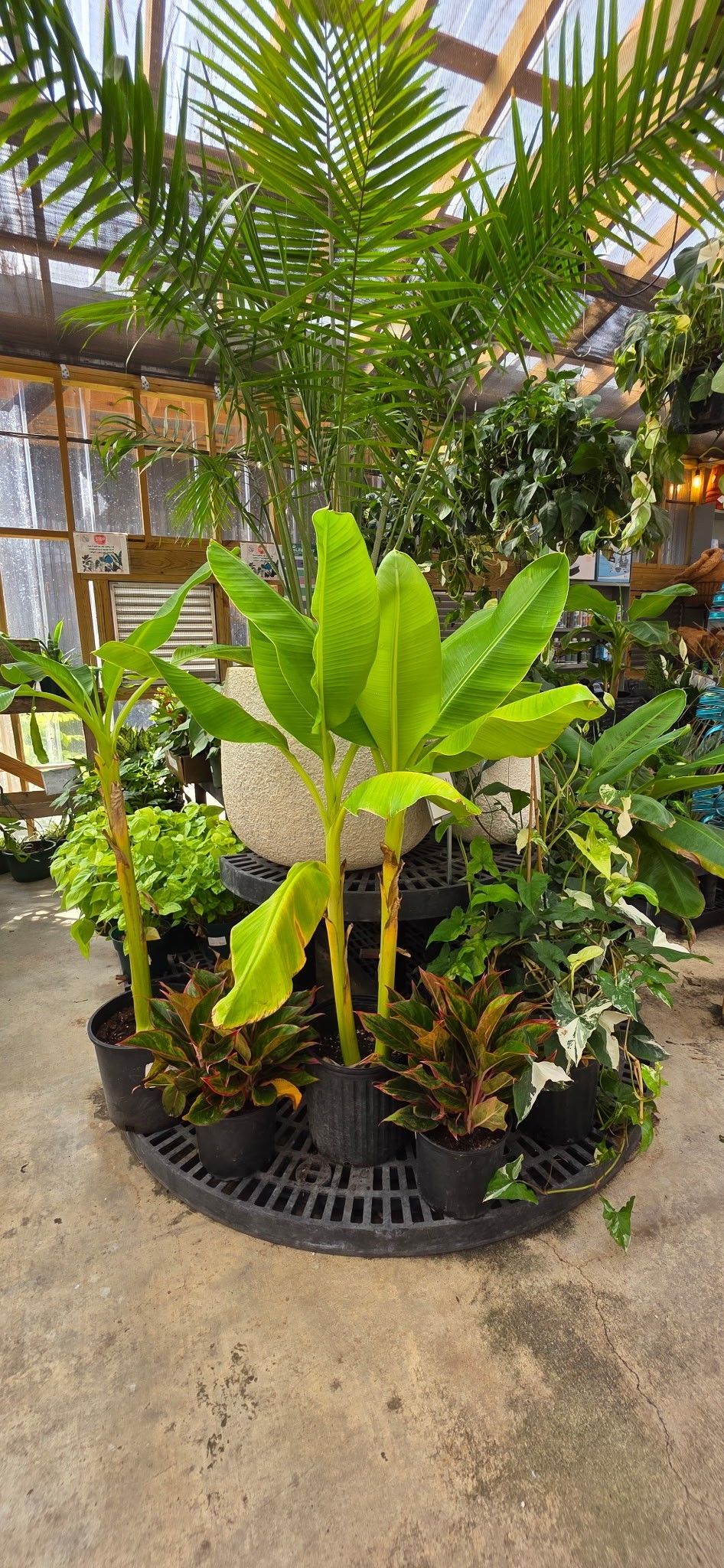 Tropical potted plants arranged in a greenhouse under a glass roof