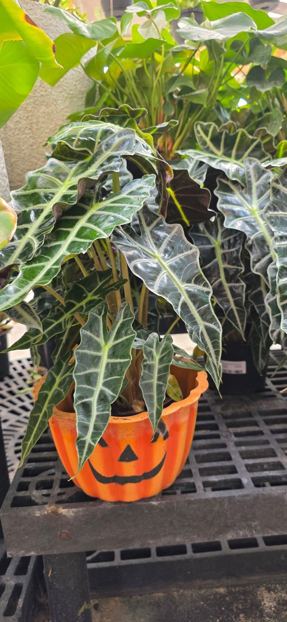 Pumpkin-shaped orange planter with a jack-o'-lantern face holding green leafy plants on a black shelf