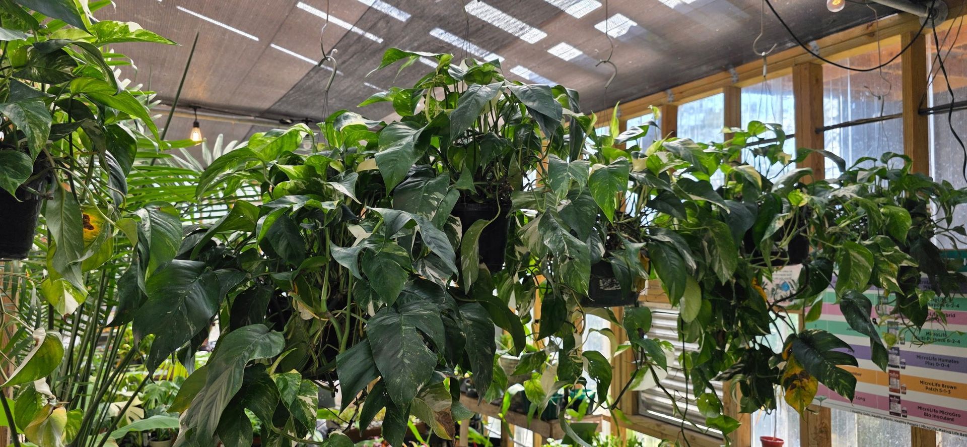 Indoor greenhouse filled with lush coffee plants under a bright glass roof