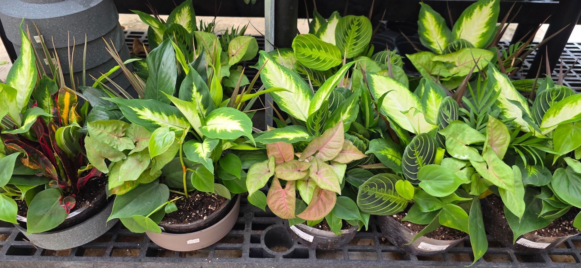 Assorted potted croton plants with green, yellow, and red leaves on a display shelf