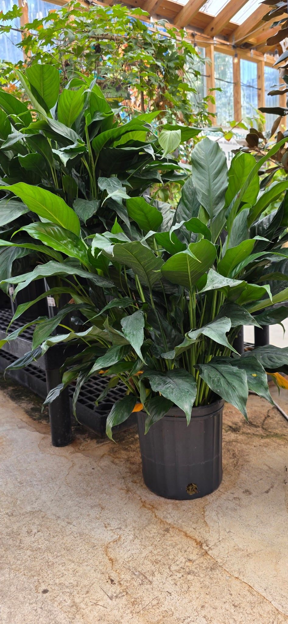 Large leafy green potted plant in a greenhouse under a wooden skylit roof