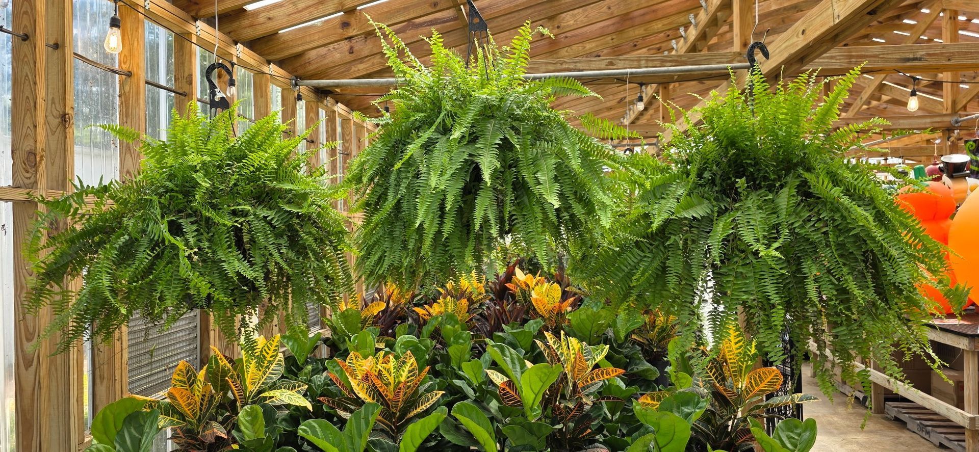 Indoor greenhouse with hanging ferns and flowering plants in rows