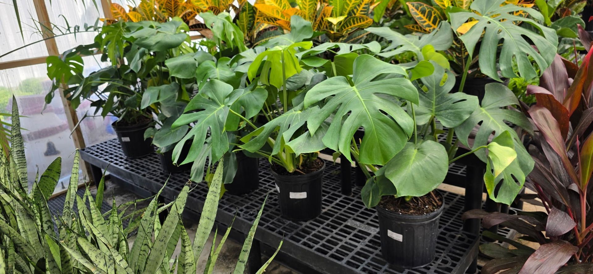 Potted green tropical plants displayed on a black nursery bench outdoors