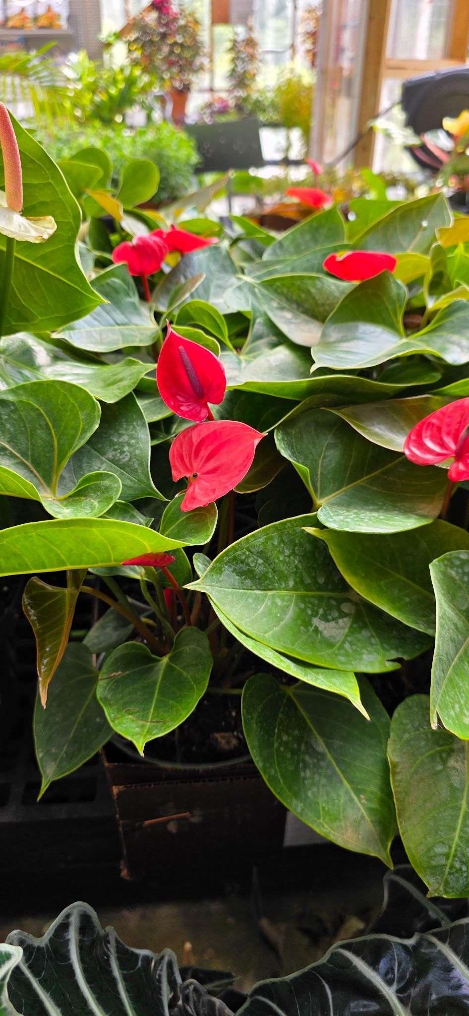 Potted anthurium plants with glossy green leaves and bright red heart-shaped flowers in a greenhouse