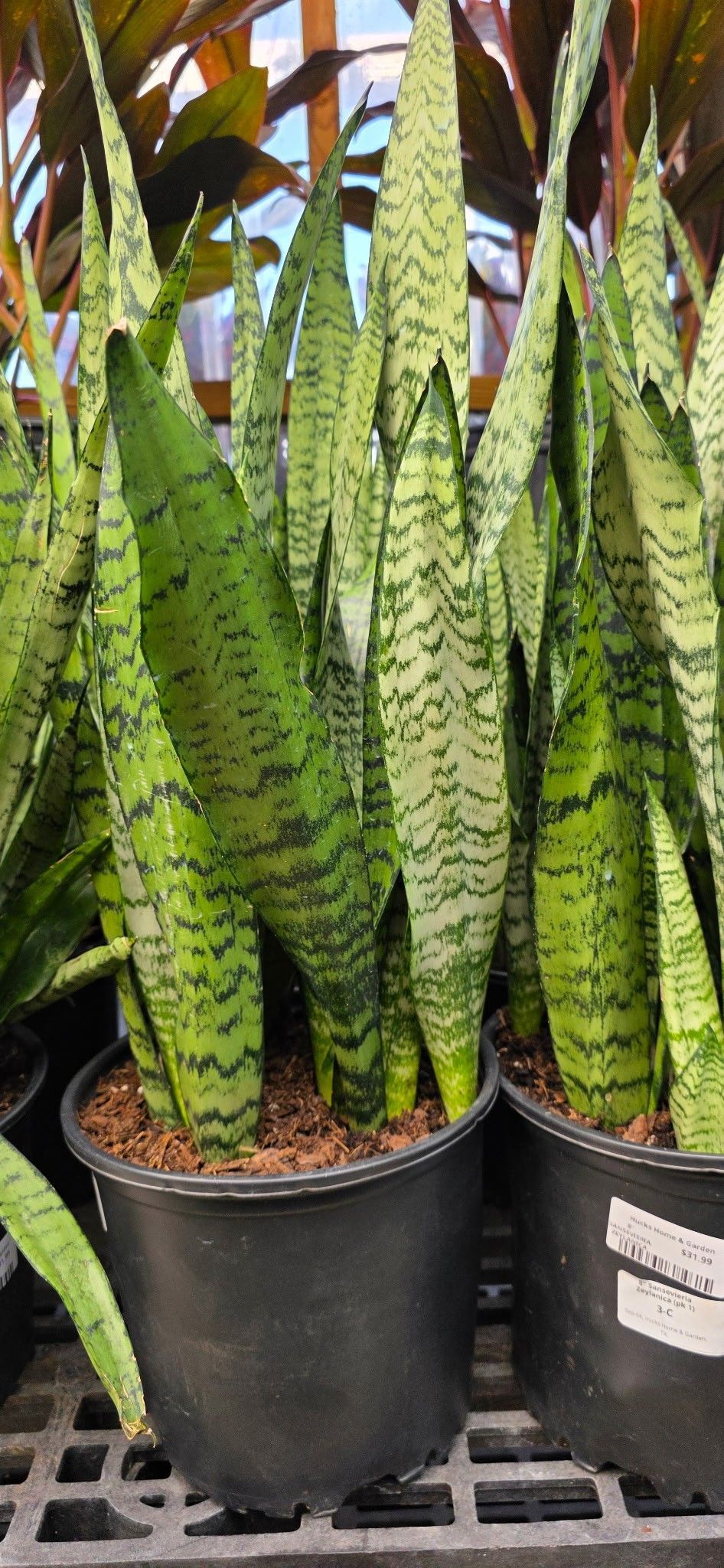 Tall green snake plants in black nursery pots lined up on a store shelf