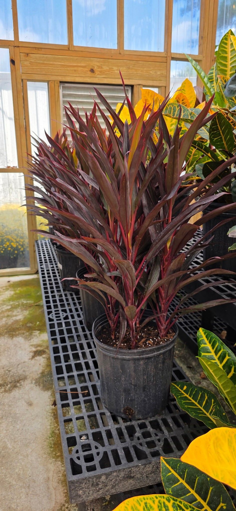Potted burgundy and green ornamental plant in a greenhouse aisle with yellow flowers nearby