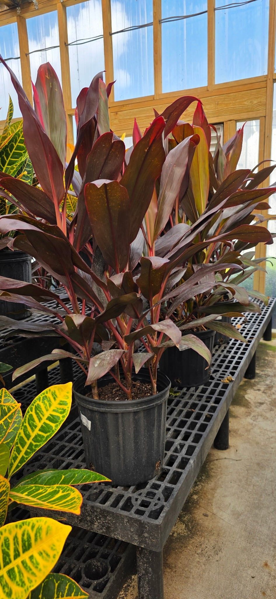 Potted croton plants with red and green leaves displayed on a black bench in a greenhouse