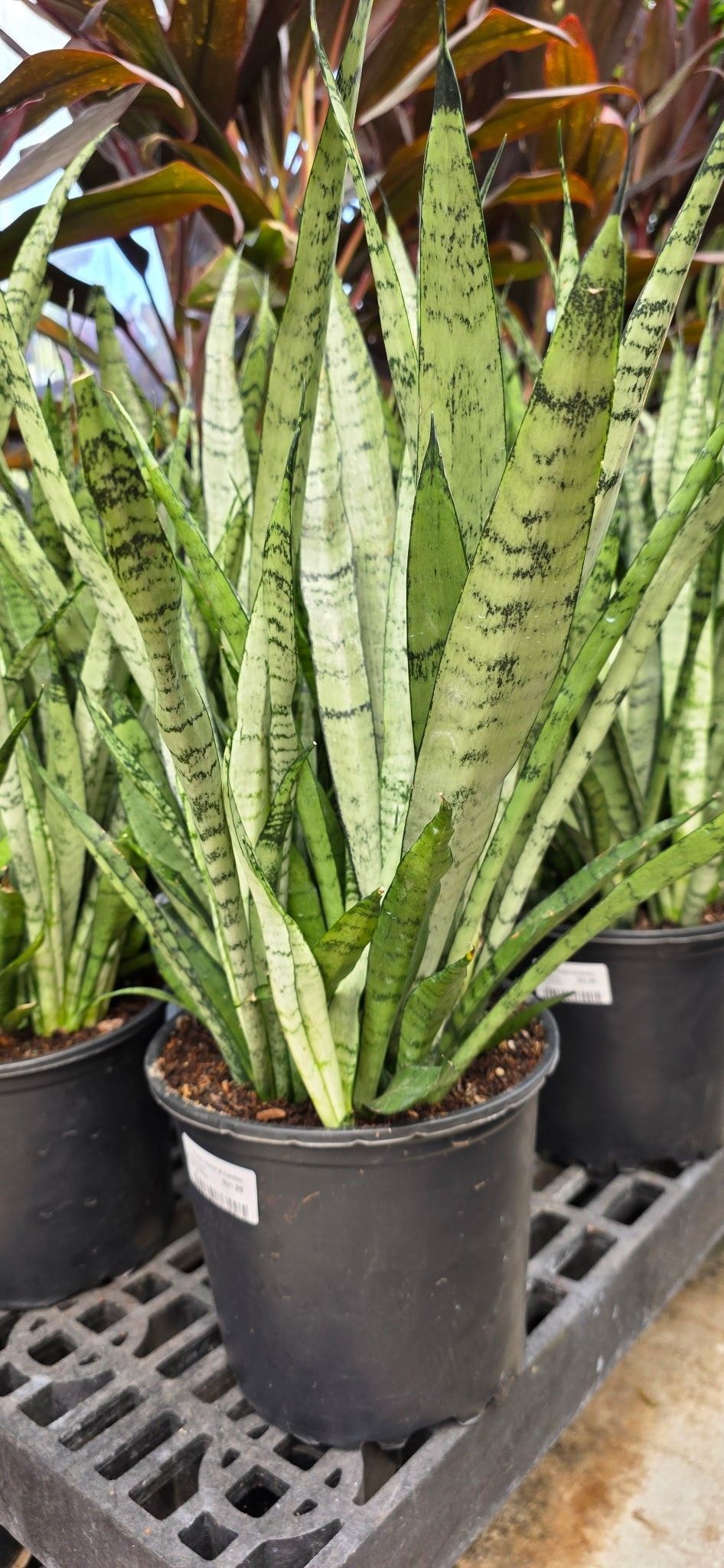 Potted snake plants with tall green striped leaves displayed in a nursery