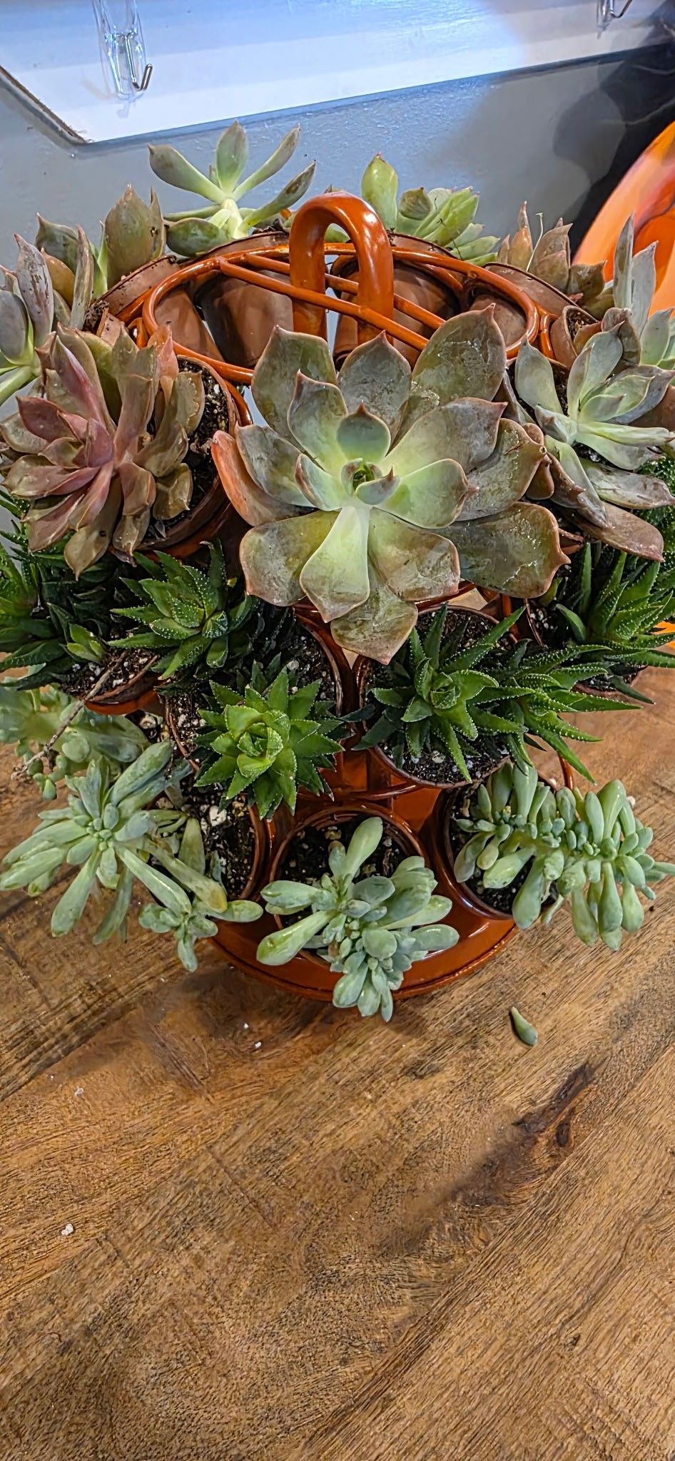 Succulent arrangement in a basket with green, purple, and orange rosettes on a wooden table