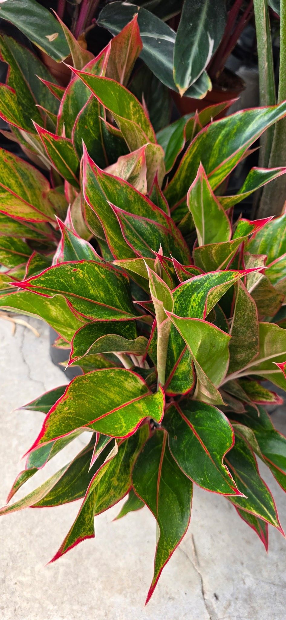 Variegated green leaves with red edges in a potted plant on a light surface