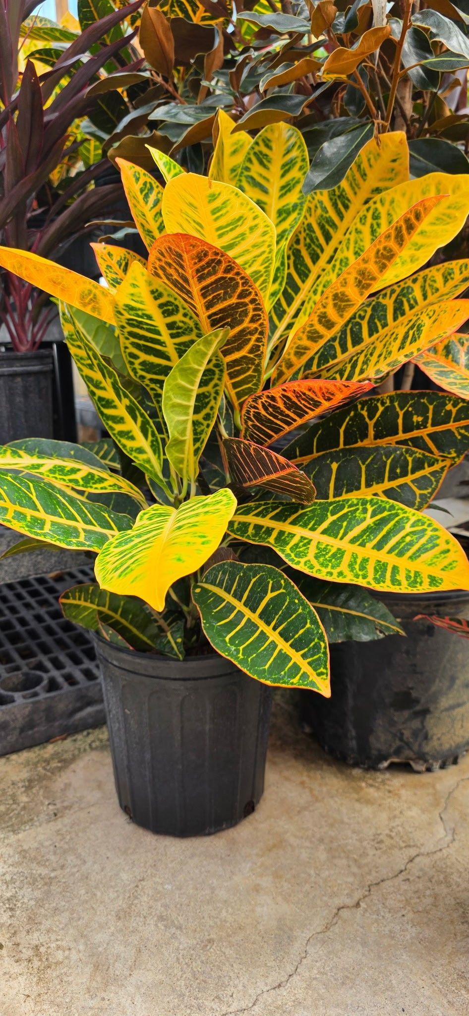 Potted croton plant with bright yellow, orange, and green leaves on a concrete floor.