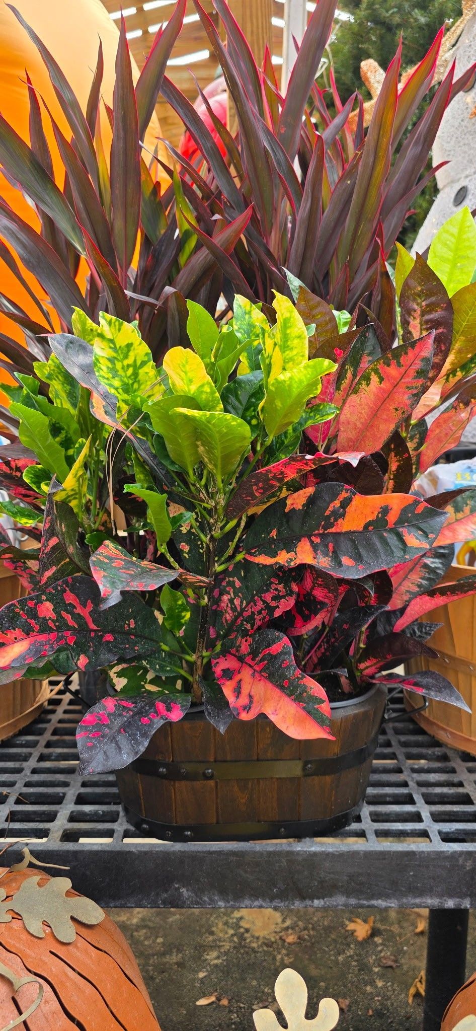 Colorful croton plant with red, yellow, and green leaves in a pot on a metal display table