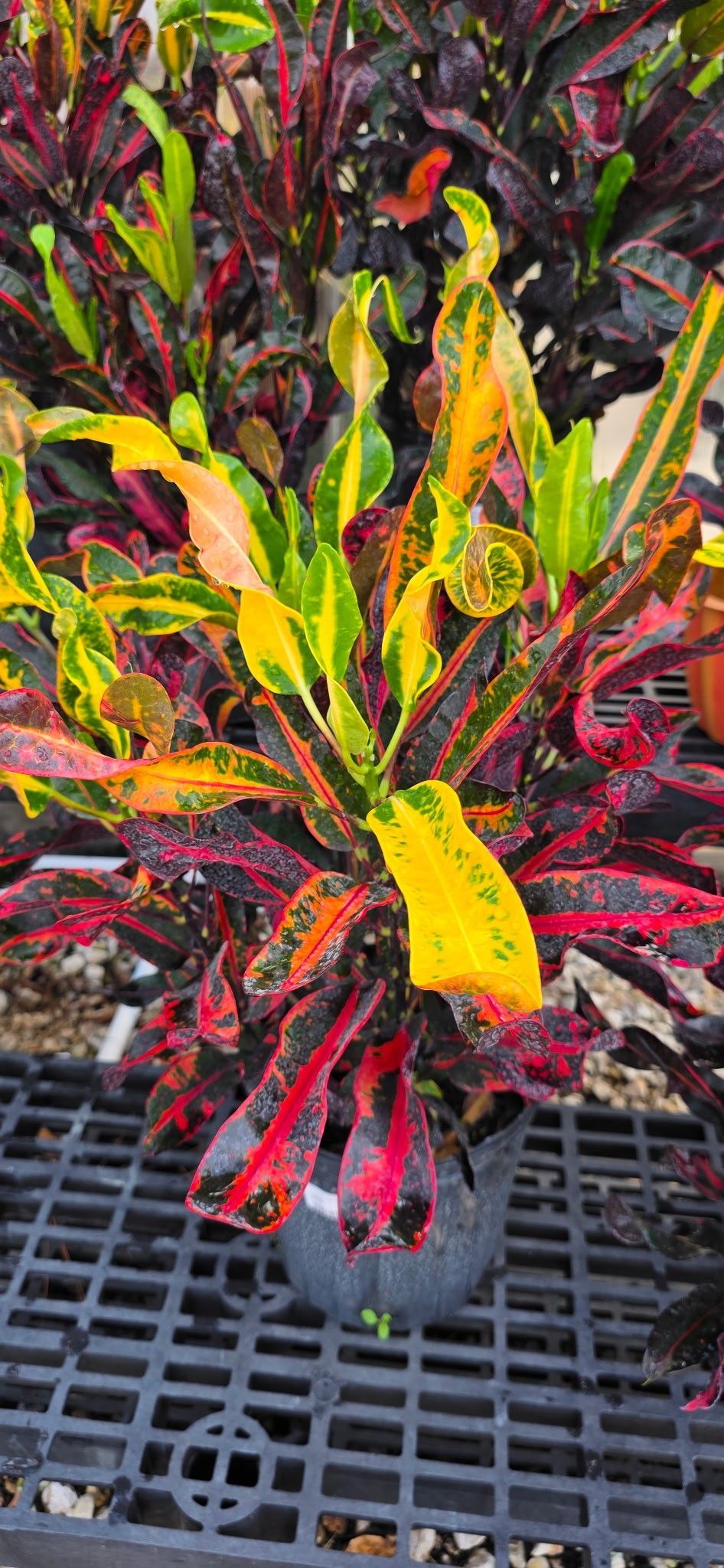 Colorful croton plant with yellow, red, and green leaves in a black pot on a metal shelf