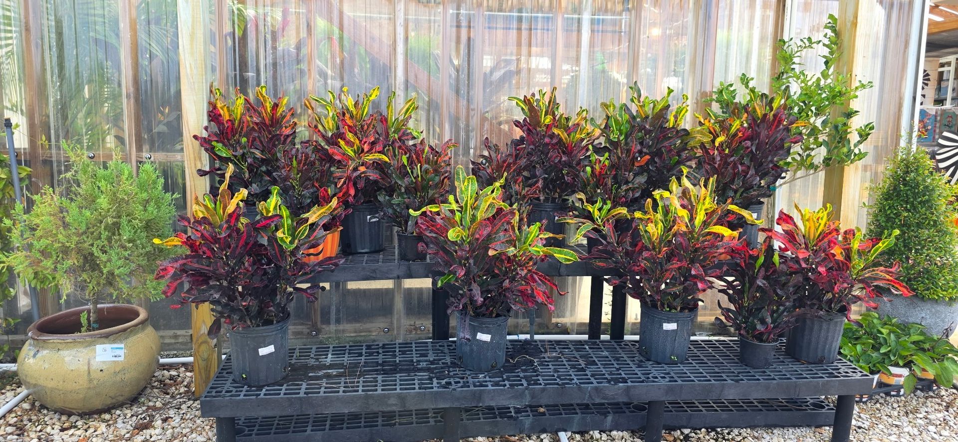 Black metal bench with potted tropical plants in a garden patio, against a translucent fence.