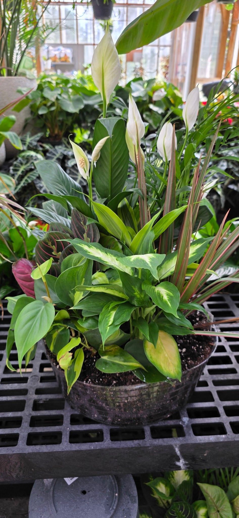 Assorted green tropical plants in a woven basket on a black metal table in a greenhouse