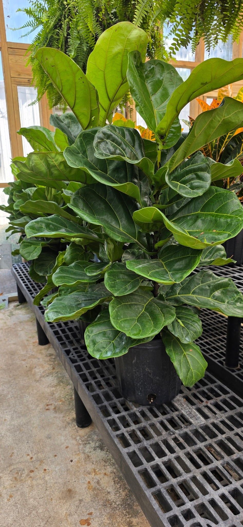 Potted leafy green plant with variegated leaves on a greenhouse bench