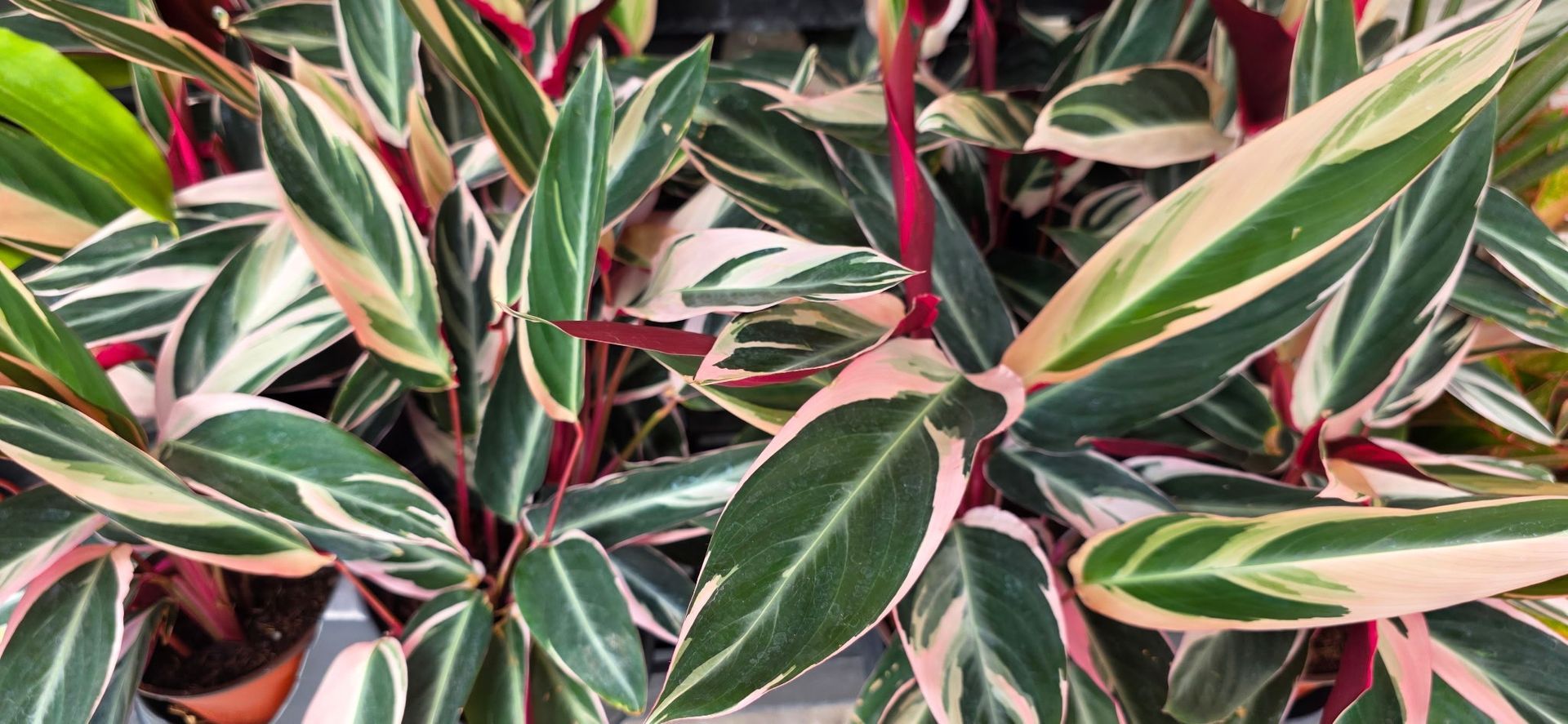 Variegated green, cream, and pink striped leaves with red stems, filling the frame