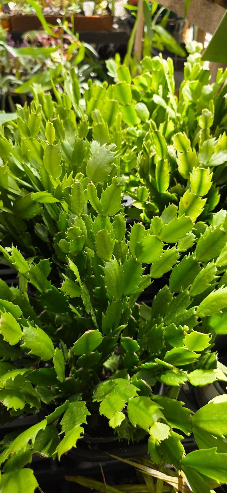 Bright green leafy plant growing outdoors in sunlight