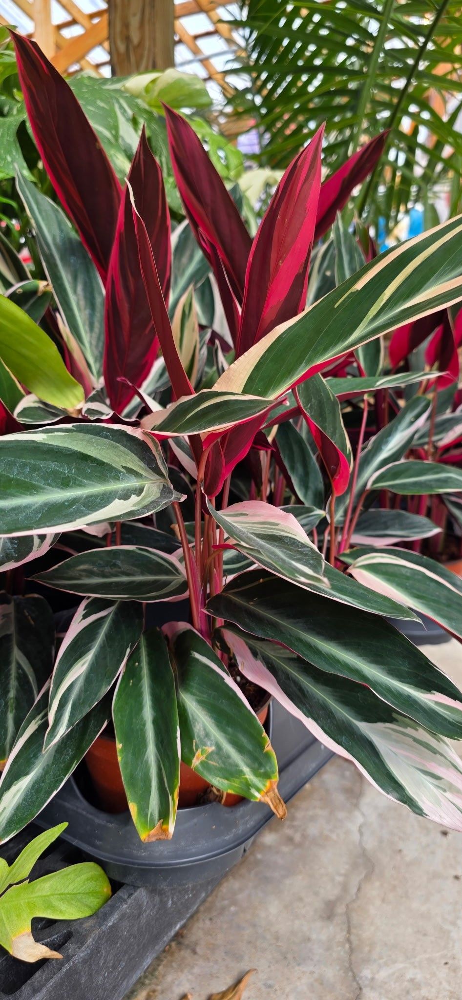 Potted tropical plant with glossy green, white, and burgundy leaves beside a walkway