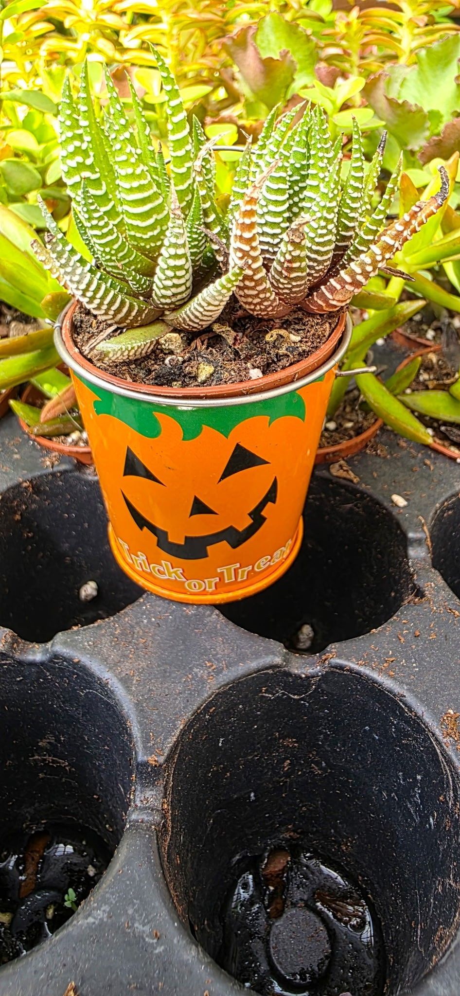 Orange jack-o'-lantern planter with a small succulent on a black stone surface