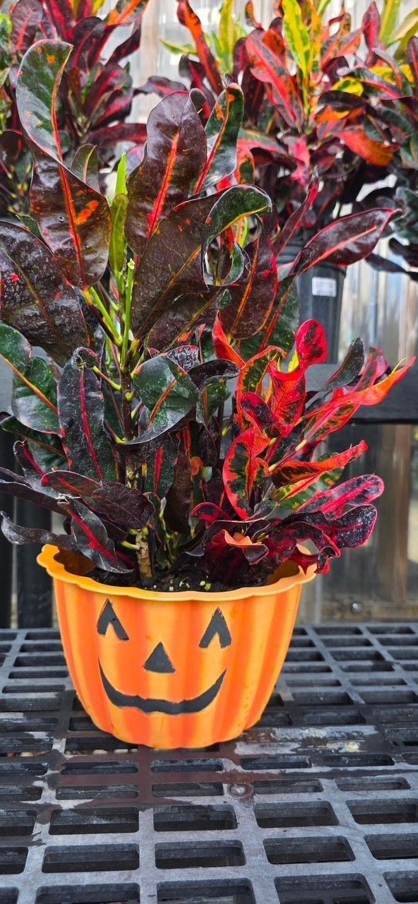 Croton plant in a jack-o'-lantern Halloween pot on a metal table