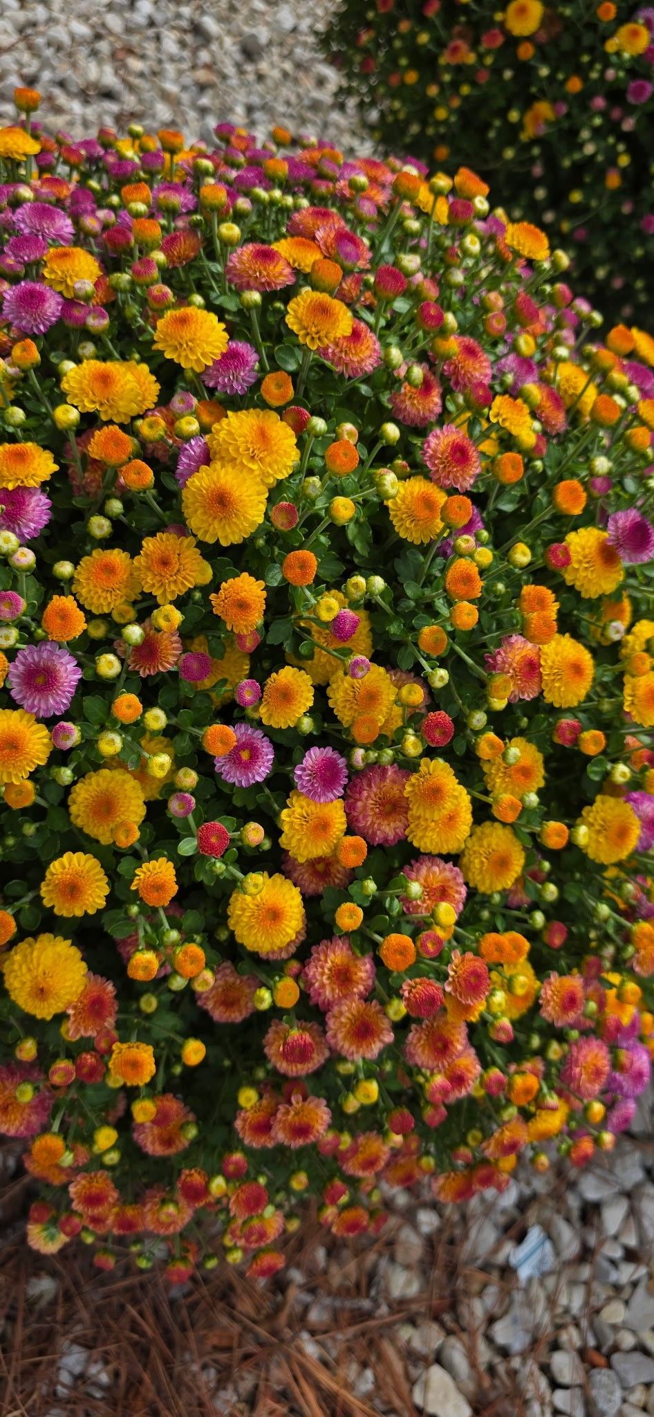 Dense cluster of pink, orange, and yellow flowers in a garden bed beside gray rocks