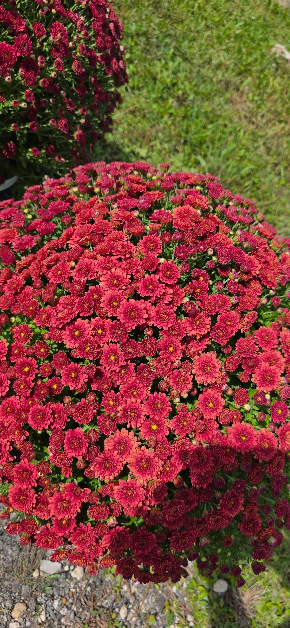 Bright red flowers in a round garden bush beside a grassy path.