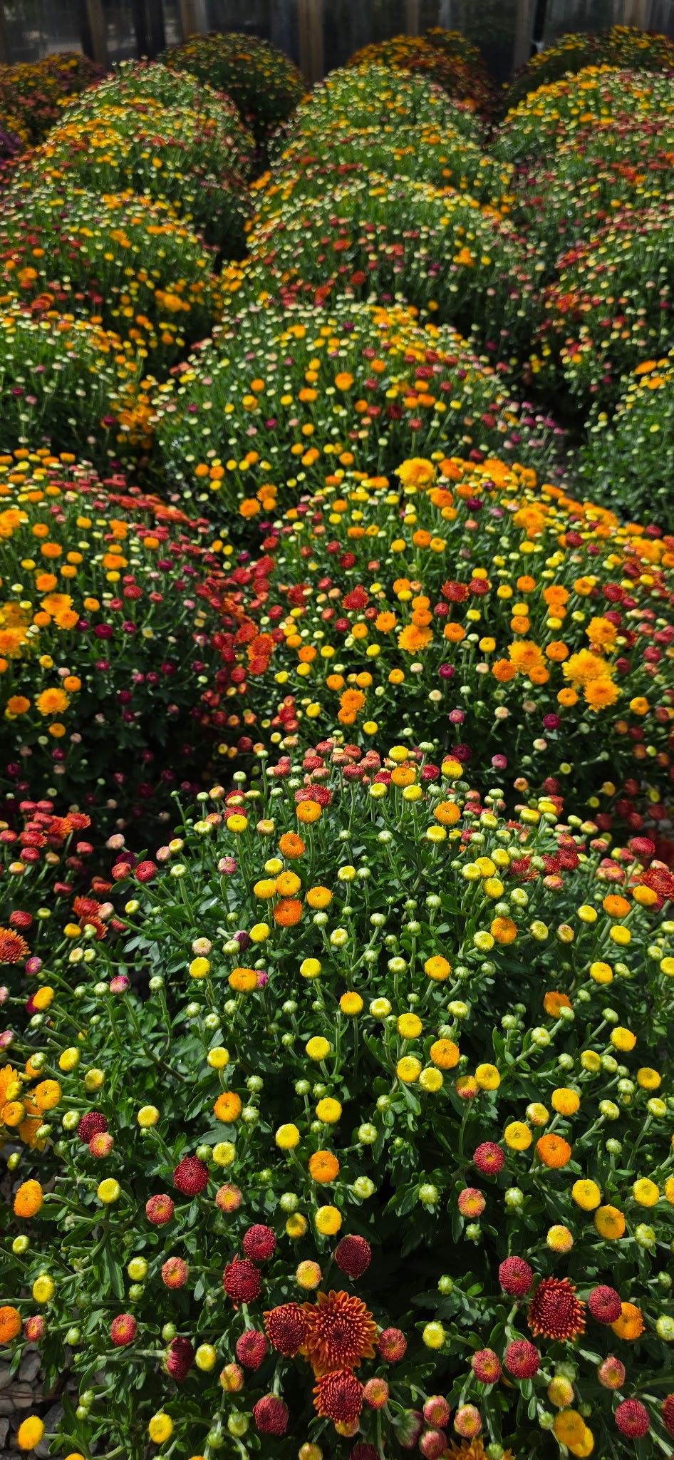Rows of blooming flower mounds with yellow, orange, and red blossoms in a garden bed