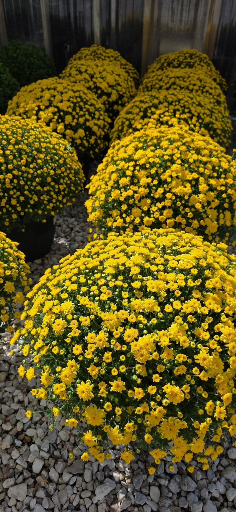 Rows of yellow flowering shrubs in a garden, bordered by gray gravel paths.