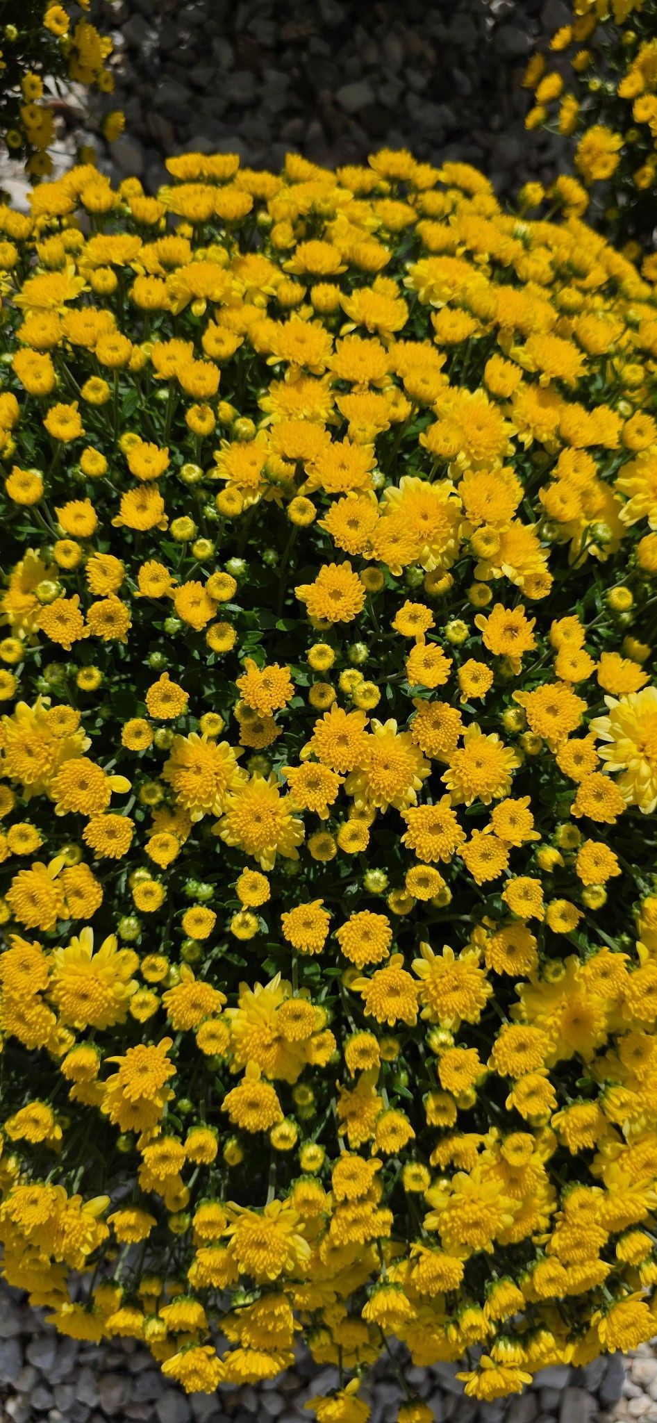 Cluster of bright yellow flowers with dark green foliage in a garden bed