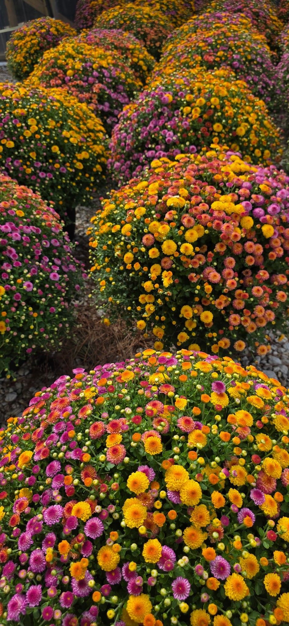 Colorful round flower bushes blooming in a garden path