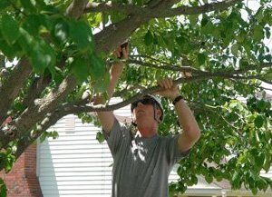 Tree Care Services - Culpeper, VA - Scott's Landscaping & Tree - tree trimming - We provide hazardous tree removal within 24 hours.