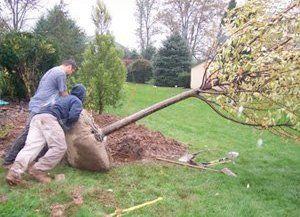 Arborist - Culpeper, VA - Scott's Landscaping & Tree - tree removal - We offer senior discounts.