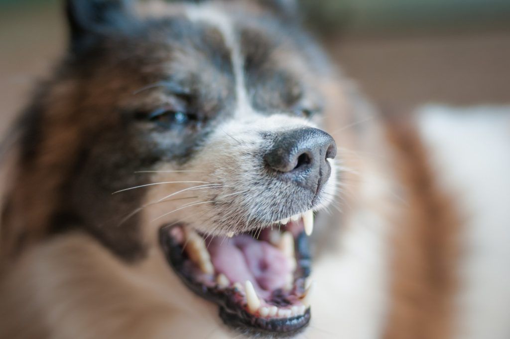 Close-up of a brown-and-white dog yawning with its mouth open and eyes closed