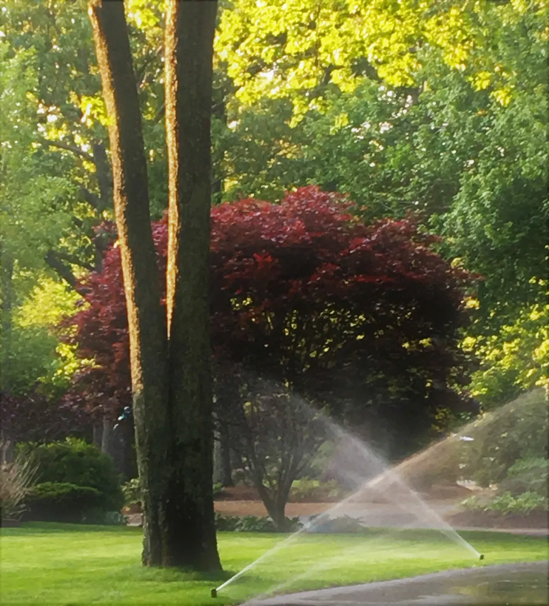 A sprinkler is spraying water on a lush green lawn