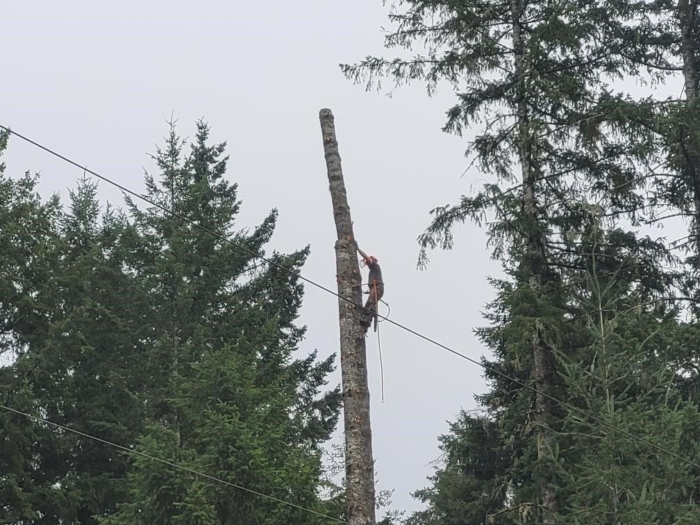 tree service
