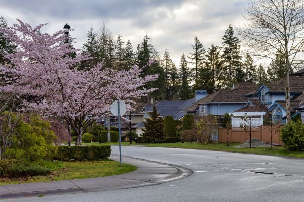 Quiet suburban street with blooming pink cherry trees, houses, and tall evergreens under a cloudy sky