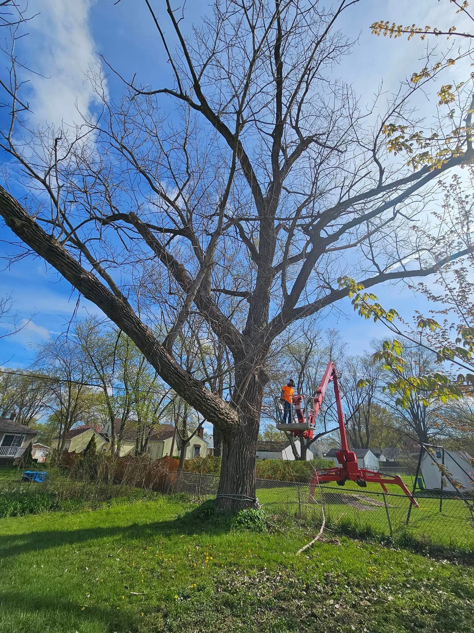 A person in an orange safety vest on a red aerial lift prunes a large, leafless tree in a grassy yard under a blue sky.